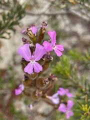 Stylidium pilosum