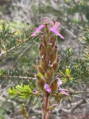 Stylidium pilosum