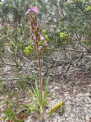 Stylidium pilosum