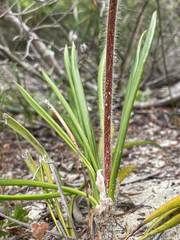 Stylidium pilosum