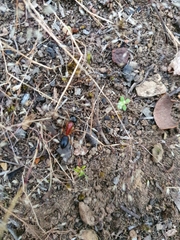 Camponotus nigriceps