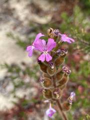 Stylidium pilosum
