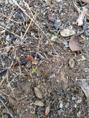 Camponotus nigriceps