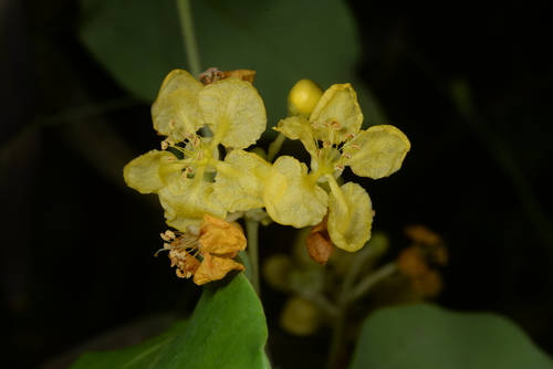 Ryssopterys timoriensis iNat (2)