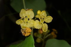 Stigmaphyllon timoriense