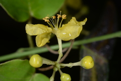 Stigmaphyllon timoriense