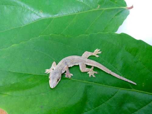 Hemidactylus platyurus