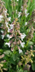 Orthosiphon suffrutescens