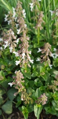 Orthosiphon suffrutescens