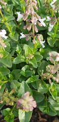 Orthosiphon suffrutescens
