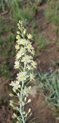 Eriospermum cooperi