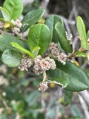 Spyridium globulosum