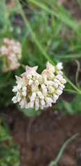 Asclepias adscendens