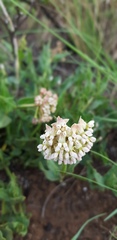 Asclepias adscendens