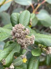 Spyridium globulosum