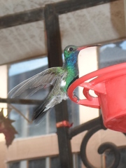 Cynanthus latirostris