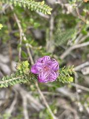 Melaleuca pulchella