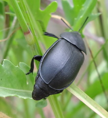 Ablattaria laevigata