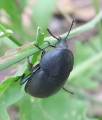 Ablattaria laevigata