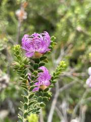Melaleuca pulchella