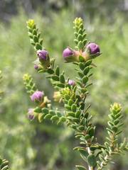 Melaleuca pulchella