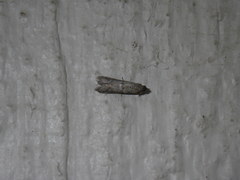 Lepidoptera