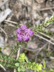 Melaleuca pulchella