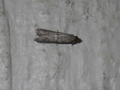 Lepidoptera
