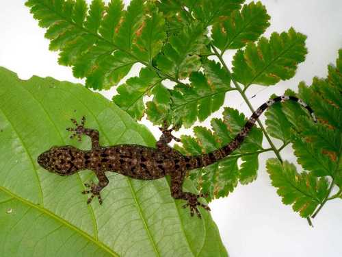 Gekko monarchus