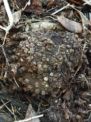 Dactylanthus taylorii