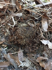 Dactylanthus taylorii