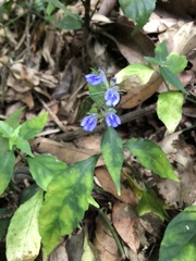 Rungia taiwanensis