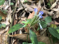 Rungia taiwanensis