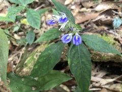 Rungia taiwanensis