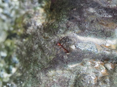 Odontomachus malignus