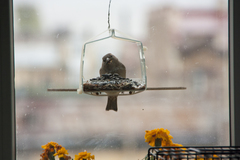 Passer domesticus