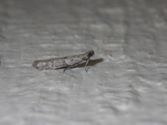 Lepidoptera