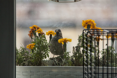 Passer domesticus