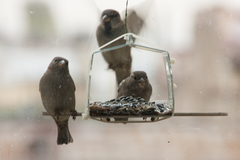 Passer domesticus