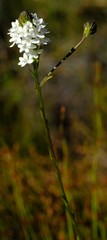 Pseudoselago parvifolia