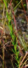 Pseudoselago parvifolia