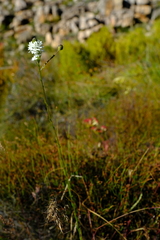 Pseudoselago parvifolia