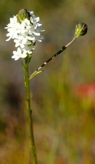 Pseudoselago parvifolia
