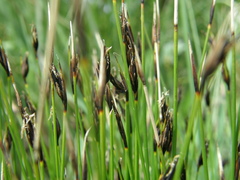 Schoenus ferrugineus