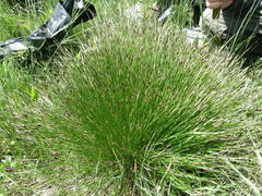 Schoenus ferrugineus