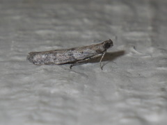 Lepidoptera