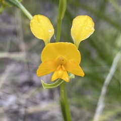 Diuris aequalis