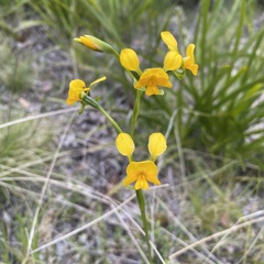 Diuris aequalis