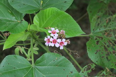 Melochia villosissima