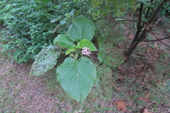 Melochia villosissima